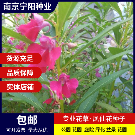 凤仙草种子 凤仙花种子 指甲花种子凤仙透骨草种子四季易种