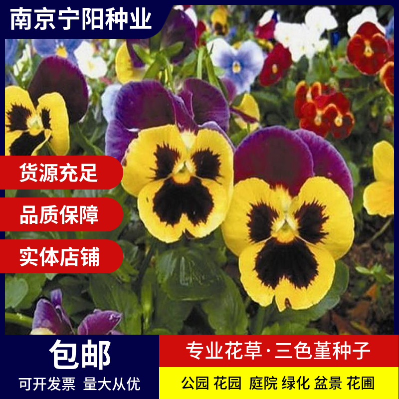 南京三色堇种子 三色堇菜种子 猫儿脸种子蝴蝶花种子四季易种 庭