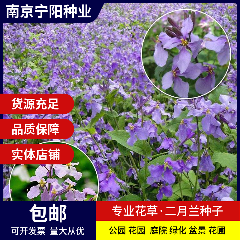 南京二月兰种子诸葛菜菜子花二月蓝种子四季易种庭院阳台种子景观花
