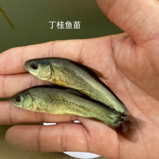 南宁场地直销，丁桂鱼苗，长期供应，有大小规格齐全，
