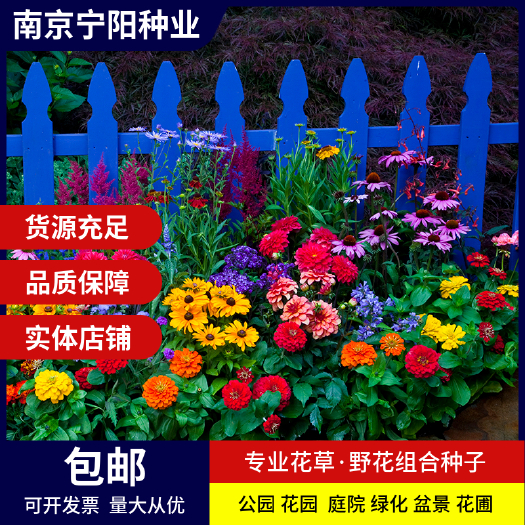 南京野花组合种子 户外耐寒花种子四季开花路边室外庭院多年生混合花