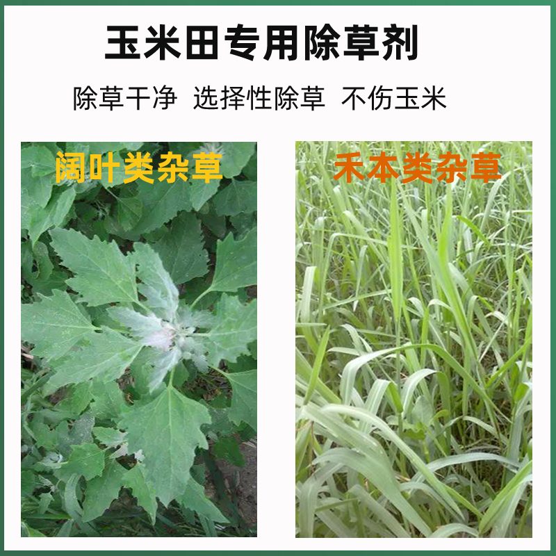 烟嘧莠去津  烟密锈去津玉米田专用除草剂，苗后除草剂，安全，