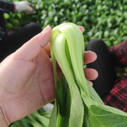 曹县 上海青