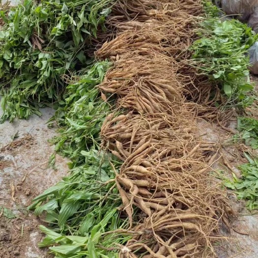 随县百部苗，百部种苗，基地直发，质量有保障