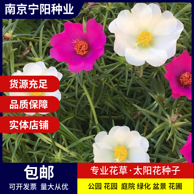 南京太阳花种子 大花马齿苋种子松叶牡丹种子半支莲种子四季易种庭院