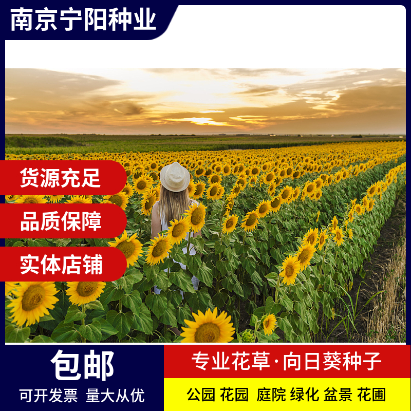 南京多头向日葵种子 彩色向日葵种子四季易种 庭院阳台种子景观花