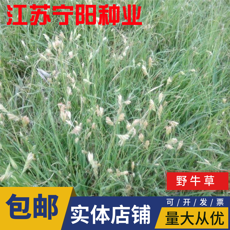 南京野牛草种子  野 牛草种子 野 牛草草种草坪种子固坡护土耐旱