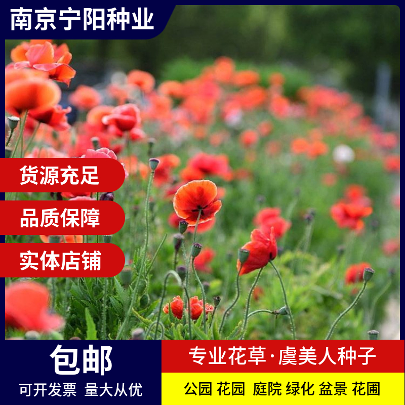 南京虞美人种子 丽春花种子满园春种子四季易种 庭院阳台种子景观花