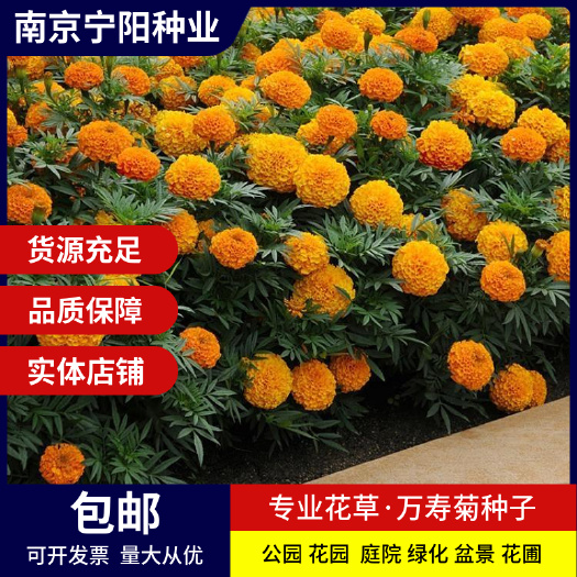 万寿菊种子 金菊花蜂窝菊种子四季易种庭院阳台种子景观花海