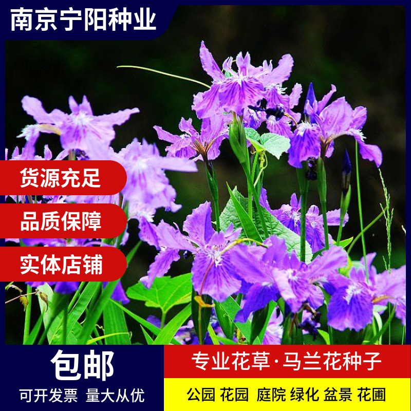 南京马兰花种子 祝英台花种子马莲种子四季易种庭院阳台种子景观花海