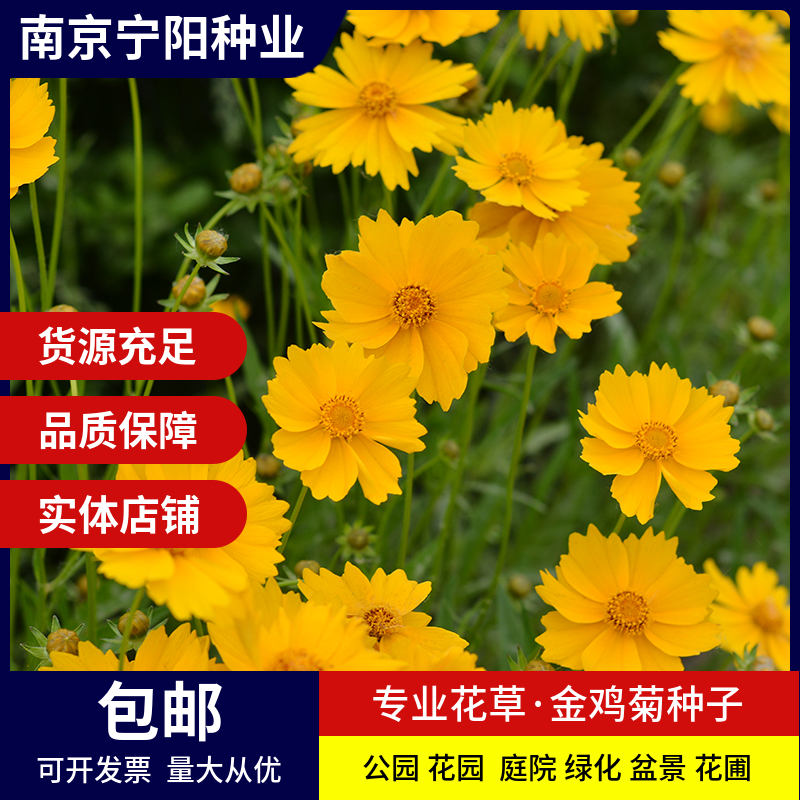 南京金鸡菊种子 花海种子四季易种庭院阳台种子景观花海 量大优惠