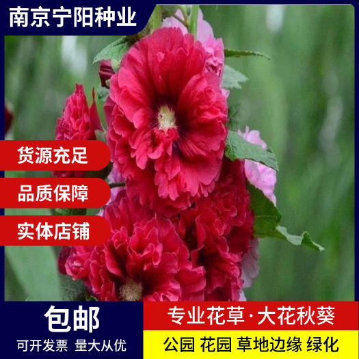 南京大花秋葵种子美芙蓉种子草芙蓉种子四季易种庭院阳台种子景观花