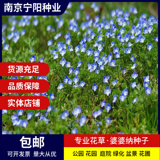 南京婆婆纳种子 四季易活开花不断花卉种子绿化道路量大优惠