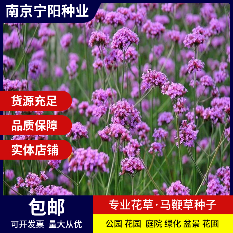 南京马鞭草种子 四季易种 庭院阳台种子景观花海 免费开票 量大优