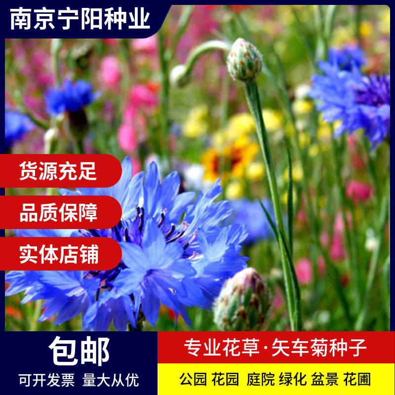 南京矢车菊种子 蓝芙蓉翠兰荔枝菊种子四季易种庭院阳台种子景观花海