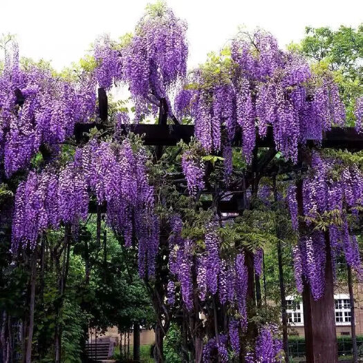 营山县紫藤花