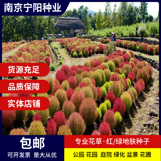 南京红地肤种子 绿地肤种子地麦种子落帚种子孔雀松种子四季易种