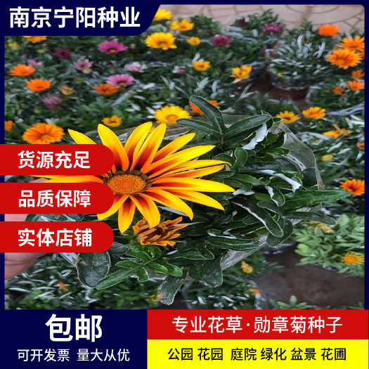 南京菊花种子 勋章菊种子 四季易种庭院阳台种子景观花海