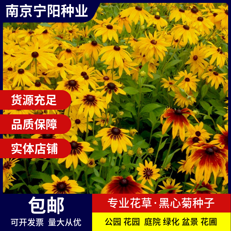 南京黑心菊种子 金菊花蜂窝菊种子四季易种庭院阳台种子景观花海