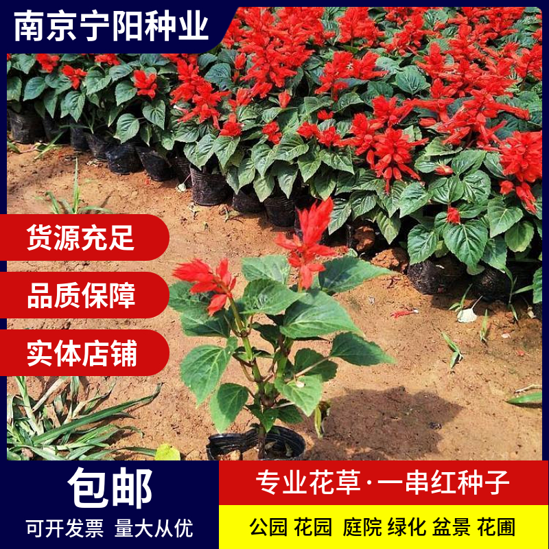 南京一串红种子 西洋红种子象牙红种子四季易种 庭院阳台种子景观花