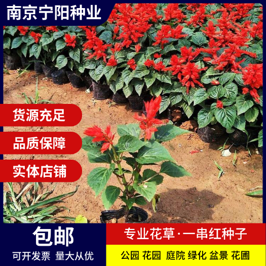 一串红种子 西洋红种子象牙红种子四季易种 庭院阳台种子景观花