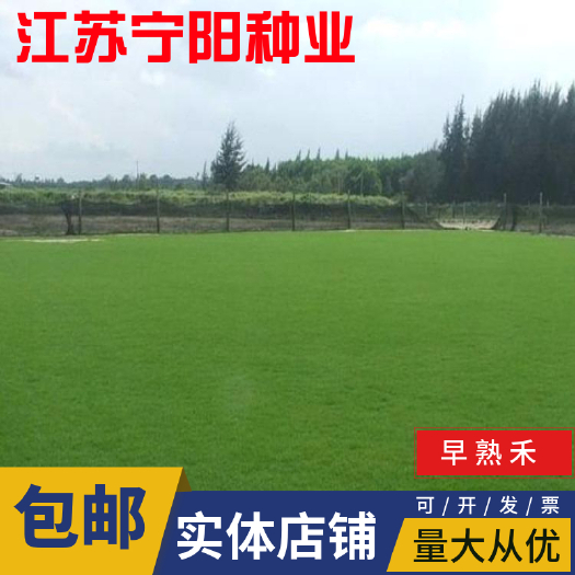早熟禾种子四季常青草坪庭院球场草坪种子 护坡绿化草种 量大