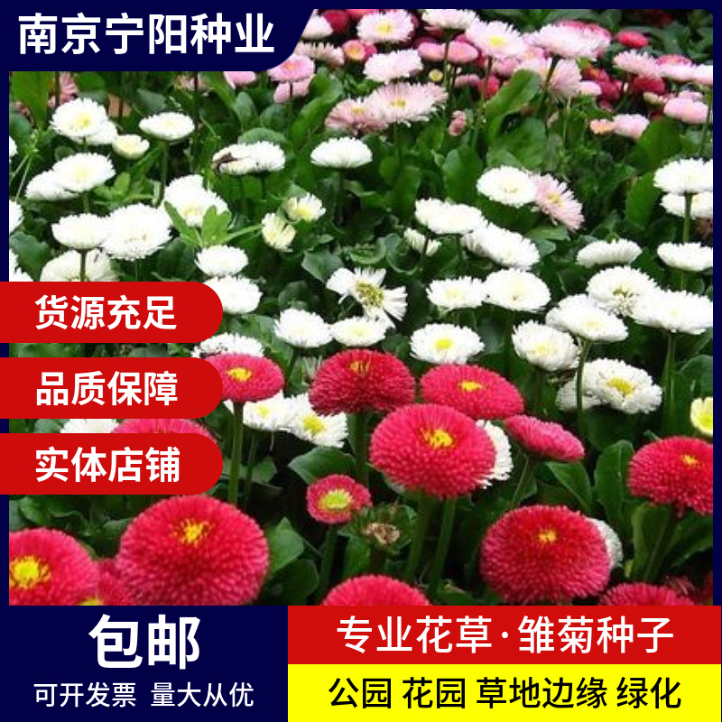 南京雏菊种子 马兰头花种子延命菊种子春菊种子四季易种 庭院阳台