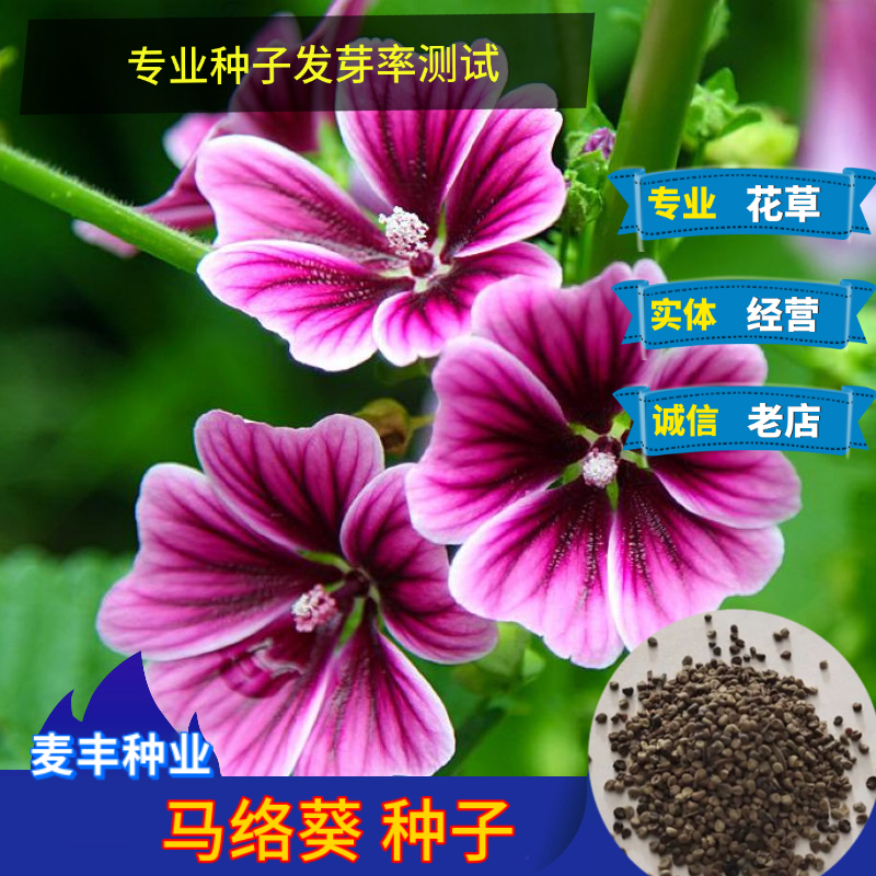南京马络葵种子 锦葵种子  荆葵钱葵棋盘花 观赏盆栽花卉种子