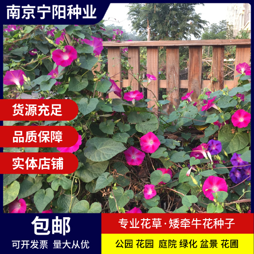 矮牵牛花种子碧冬茄种子喇叭花种子庭院阳台种子景观花 量大优