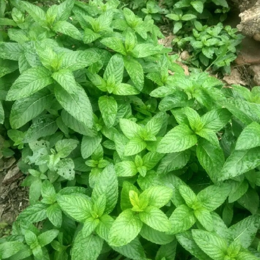 唐河县留兰香 河南优质薄荷，观赏食用等，容易栽培，一次种植多年收