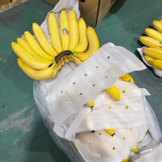 上海芭蕉 常年供应菲律宾  越南  柬埔寨 生蕉二黄蕉有需要的联
