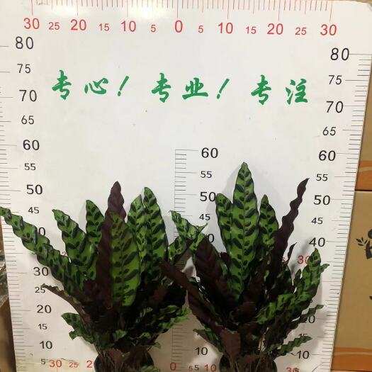 广州豹纹竹芋 猫眼猫纹竹芋盆栽招财绿植办公室内客厅桌面观叶植物喜阴四季好养