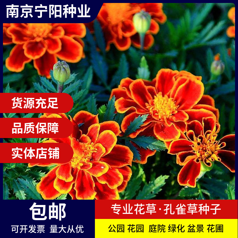 孔雀草种子 小万寿菊种子红黄草种子臭菊花种子四季易种 庭院