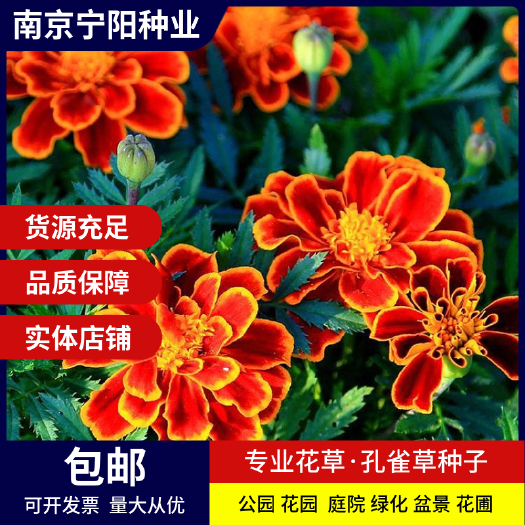南京孔雀草种子 小万寿菊种子红黄草种子臭菊花种子四季易种 庭院