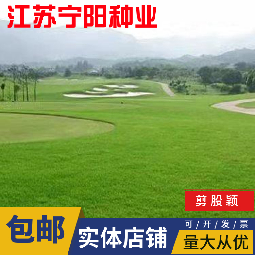 南京剪股颖种子 剪股颖草坪种子 冷季型草坪种子 庭院草坪 高尔夫