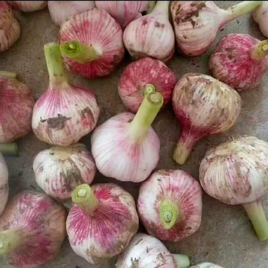 商丘红皮蒜 河南商丘，精品大蒜，扒皮大蒜，紫皮大蒜，质量保证！