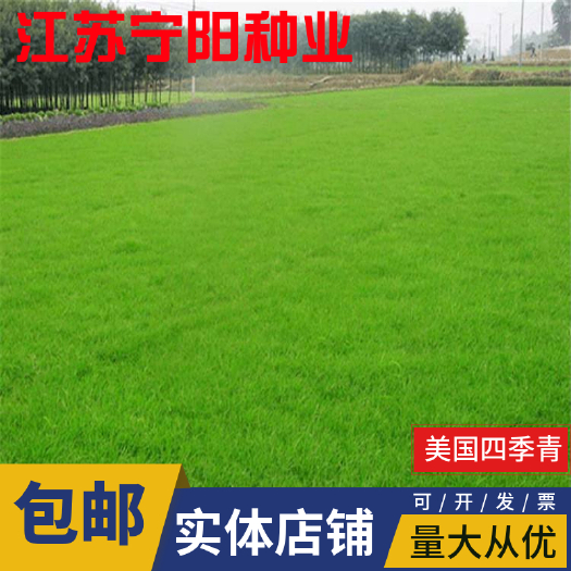 四季青草种子 四季青草种_耐寒 耐旱 耐践踏 高尔夫球场草坪