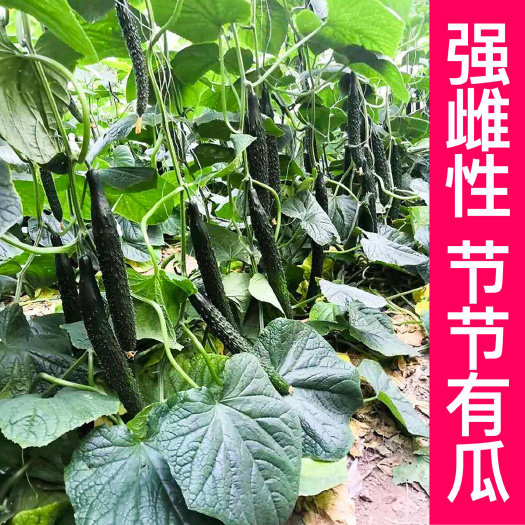 寿光市黄瓜种苗 强雌嫁接黄瓜苗，嫁接黄瓜苗