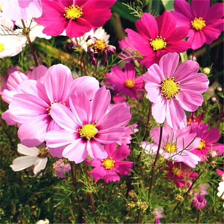 波斯菊种子 格桑花种子四季易种庭院阳台种子景观花海