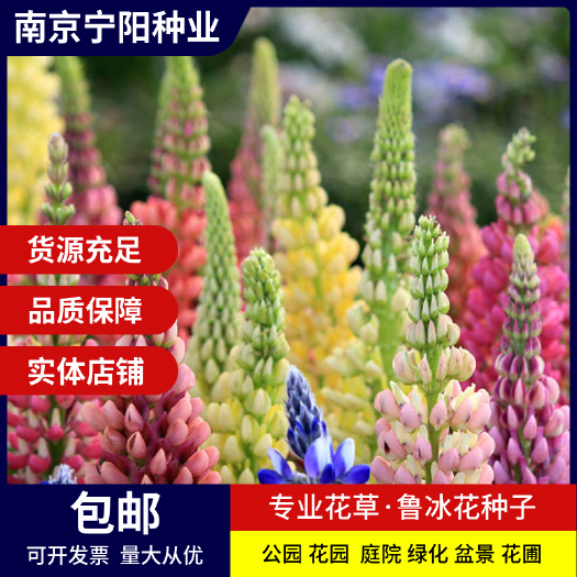鲁冰花种子 羽扇豆种子四季易种庭院阳台种子景观花海