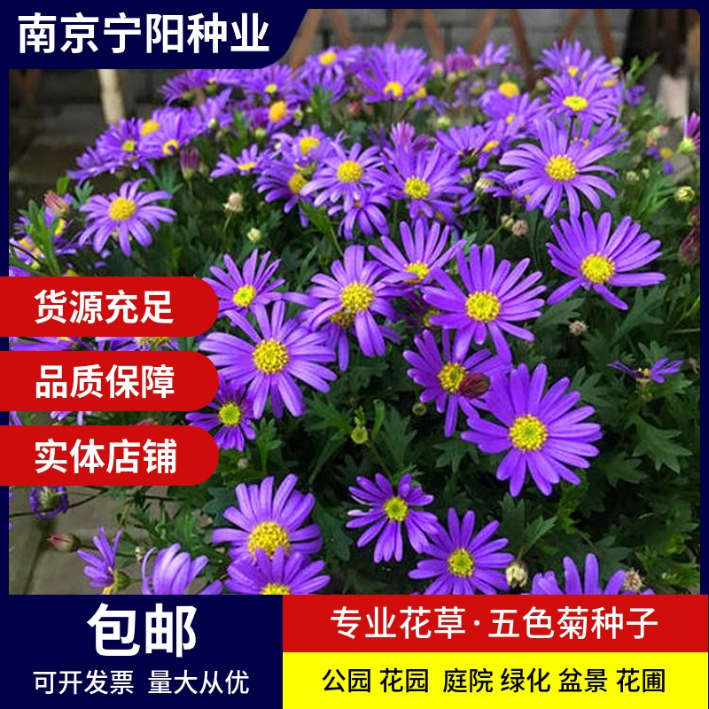 南京五色菊种子 四季易种 庭院阳台种子景观花海 免费开票 量大