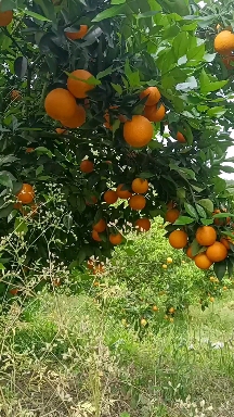 江永優(yōu)質(zhì)夏橙現(xiàn)己大量上市，產(chǎn)地直供，量大貨源充足果面細(xì)滑