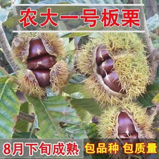 平邑县 农大一号板栗树苗，软糯香甜，粒大饱满，香甜可口。现挖现卖。