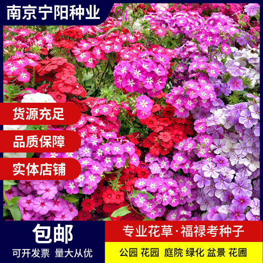 南京芝婴种子 福禄考种子针叶天蓝绣球种子庭院阳台种子景观花海