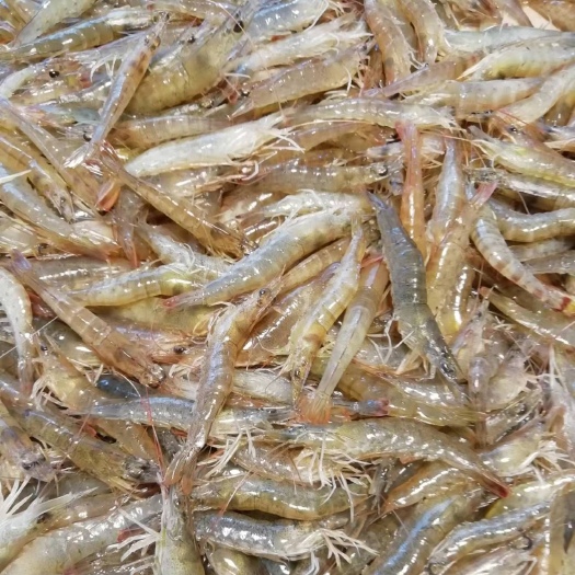 合浦县基围虾   泥虾，不包邮
