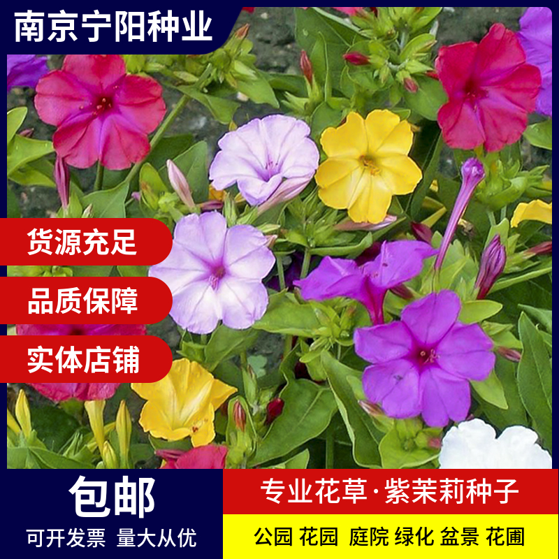 南京紫茉莉种子 胭脂花种子粉豆花种子状元花种子草茉莉种子四季易种