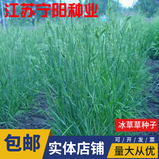冰草种子 牧草种子护坡草种耐旱抗寒种子高产种子 量大优惠
