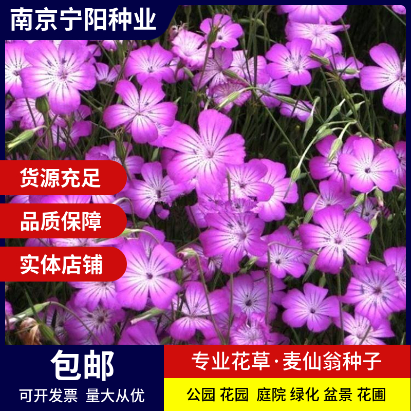 南京麦仙翁种子 麦毒草种子四季易种 庭院阳台种子景观花海