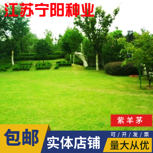 南京紫羊茅种子 紫羊茅草种 冷季型草坪种子庭院草坪道路护坡固堤保