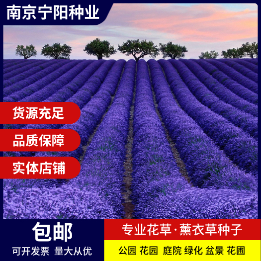 南京薰衣草种子 香草种子四季易种庭院阳台种子景观花海 量大优惠